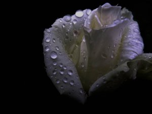 DSCF6833-2