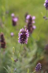 IMG_9645