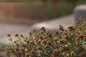 IMG_9661