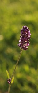 IMG_9666