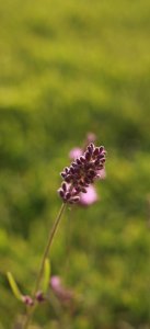 IMG_9667