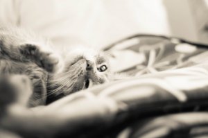 IMG_0427