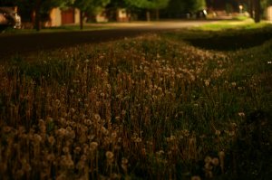 IMG_0740