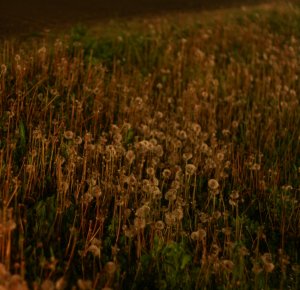 IMG_0742