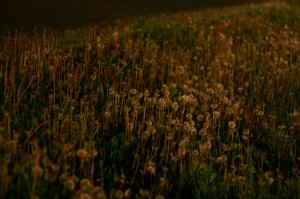 IMG_0744