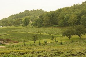 IMG_1520